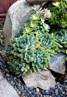 there are many plants growing out of the rocks