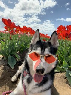 a husky dog wearing sunglasses sitting in the middle of a field with red tulips