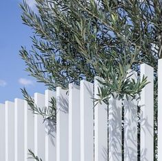 an olive tree is growing in front of a white picket fence with blue sky behind it