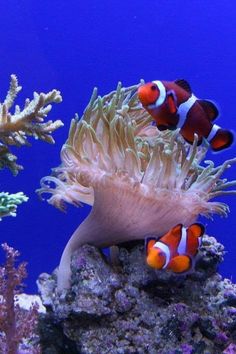 two clown fish in an aquarium with corals