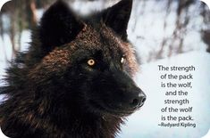 a wolf staring at the camera with an inspirational quote on it's front side