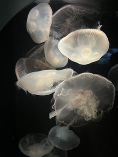 sea aquarium jellyfish Damla Core, Grey Jellyfish, White Jellyfish, Arte Peculiar, 사진 촬영 포즈, Beautiful Sea Creatures, Lucifer Morningstar, Jelly Fish, Ocean Creatures