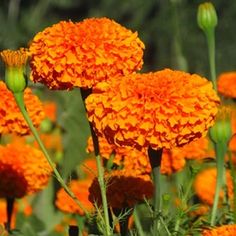 an orange flower in the middle of a field