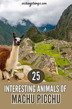 Machu picchu, animales de machu picchu, machu picchu aesthetic, llamas machu picchu, perú animal, foto de peru animal, peru wildlife, machu picchu peru, machu picchu in peru, machu picchu peru travel, machu picchu tours,visiting machu picchu, sacred valley peru,  llama, alpaca, animals of peru, animals from peru,peru culture, lama animal, endangered animals, endangered species, peru travel, peruvian animals, jungle animals, forest animals, amazon forest animals, inca trail hike, inca trail peru Inca Culture, Inca Trail, Interesting Animals