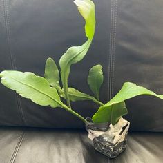 a plant in a vase sitting on top of a black leather couch next to a pillow