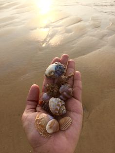 a hand holding several seashells in the sand at the ocean's edge