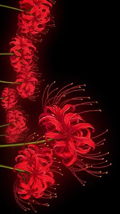 some red flowers on a black background