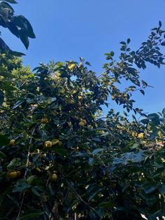 an orange tree with lots of fruit growing on it's branches in the sun