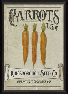 an old poster advertising carrots for kingsbrough seed co