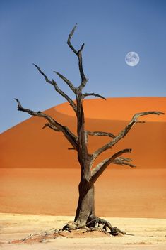 a lone tree in the desert with a full moon in the sky above it and sand dunes behind it