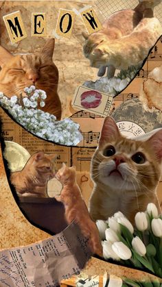 a collage of cats and flowers with the words meow written on it's side