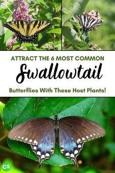 butterflies and flowers with text that reads attract the most common swadlowattal butterflies with these host plants