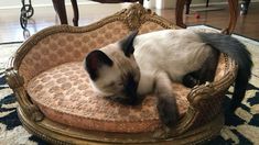 a siamese cat is curled up on an ornate chair in the middle of a living room