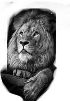 a black and white photo of a lion