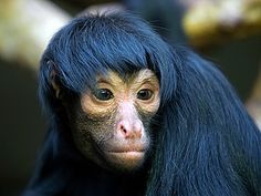 a close up of a monkey with long hair