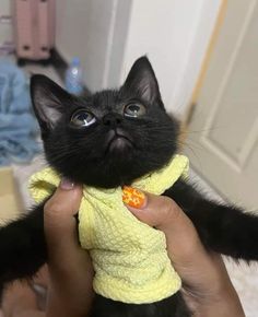 a person holding a black cat with a yellow towel around it's neck and looking at the camera