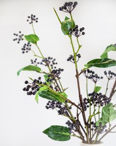 a vase filled with black berries and green leaves