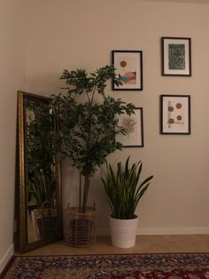 there is a potted plant next to a mirror and pictures on the wall behind it