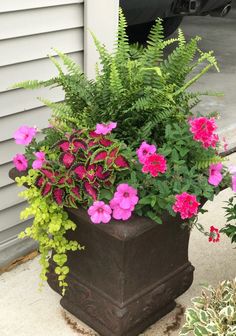 some pink and purple flowers are in a planter