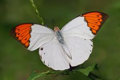 an orange and white butterfly sitting on top of a green plant