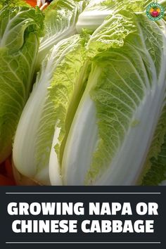 lettuce growing napa or chinese cabbage on display at a market stall with text overlay reading growing napa or chinese cabbage