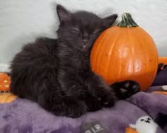 a small black kitten sleeping on top of a purple blanket next to an orange pumpkin