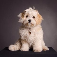 a small white dog sitting on top of a black table next to a gray wall