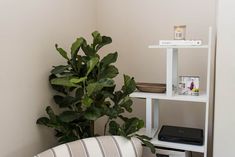 a living room with a couch, table and potted plant on the corner shelf