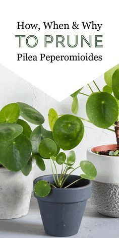 three potted plants with the words how, when and why to prune flea pepero