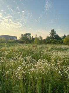 an open field with white flowers and trees in the background, under a blue sky