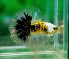 a fish with black and white spots swimming in an aquarium next to another fish that is yellow and black