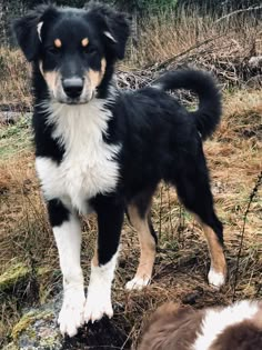 a black and white dog standing on top of a dry grass field next to another dog