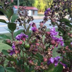 some purple flowers and green leaves in the grass