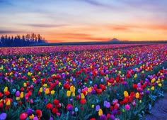 a field full of colorful tulips at sunset