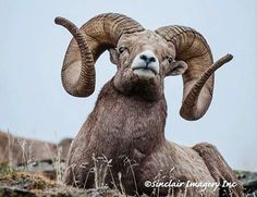 a ram with large horns sitting in the grass