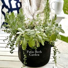 a potted plant sitting on top of a white bench