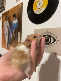 a hand holding a small rodent in front of a wall with records on it