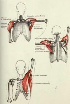 the muscles are shown in three different positions, including the upper and lower half of the body