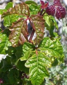 some green and red leaves on a tree