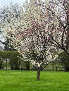 a tree with white and pink flowers in the middle of a green field next to a fence