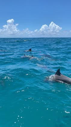 three dolphins swimming in the ocean together