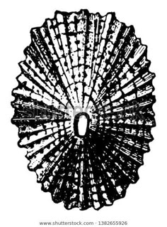 an abstract black and white drawing of a shell