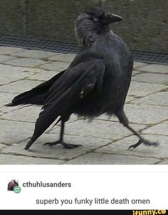 a black bird walking across a stone walkway