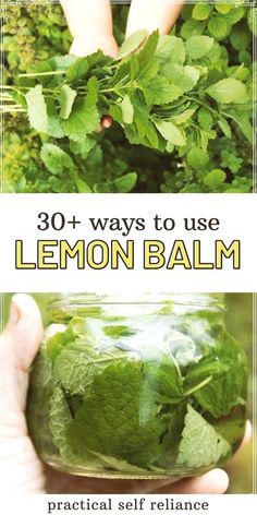 lemon balm in a jar with the text 30 + ways to use lemon balm practical self reliance