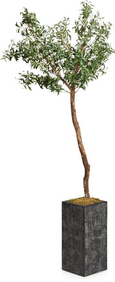 an olive tree in a black square pot on a white background with clippings