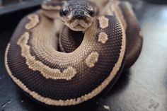 a large snake sitting on top of a table