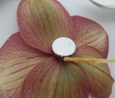 a close up of a flower on a white table with a spoon in it's center