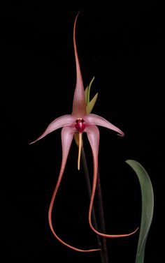 a pink flower with green stems on a black background