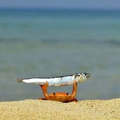 a crab with a fish on its back in the sand