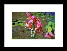 some pink flowers are blooming in the water